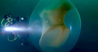 Een groep duikers ontdekte een transparante bol onder water vol kleine inktvisjes