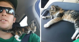 A truck driver allergic to cats rescues one from the road and then lets it sleep on his truck seat