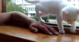 Un gattino premuroso evita che la mano del padrone cada dalla finestra