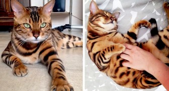 Zijn naam is Thor en hij is een prachtige Bengaalse kat wiens unieke kleuren aan die van een kleine tijger doen denken