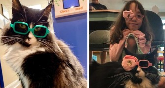Questo gatto aiuta i bambini che devono mettersi gli occhiali ad accettare la loro condizione in modo divertente