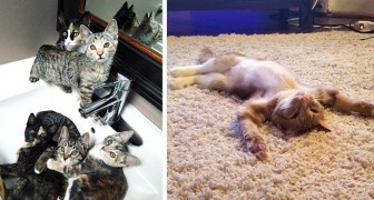 Leven met een kat: 16 foto's van de huiselijke avonturen van onze kattenvrienden