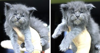 Adorabili ma scontrosi: questi cuccioli di gatto Maine Coon hanno un'espressione indimenticabile