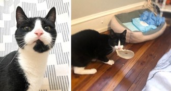 Diese Katze öffnete eine Packung Tortillas, um sie zu essen, als ihre Besitzerin auf die Toilette ging