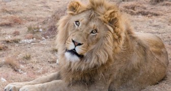 In Afrika leben nur noch halb so viele Löwen wie vor 25 Jahren: Jetzt ist es ein vom Aussterben bedrohtes Tier