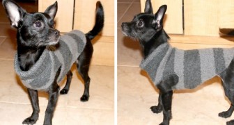 Il metodo semplice ed economico per trasformare un vecchio maglione in un caldo vestitino per il vostro cane