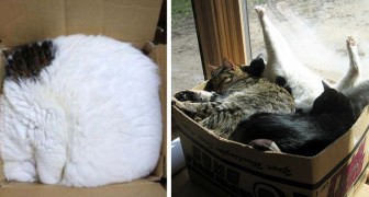 Katten liggen graag in kartonnen dozen omdat het stress vermindert: deze 9 foto's bevestigen het