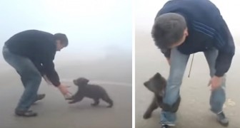Un Bebe Ours Ne Cesse De Caliner L Homme Qui L A Sauve D Un Feu De Foret Regardecettevideo Fr
