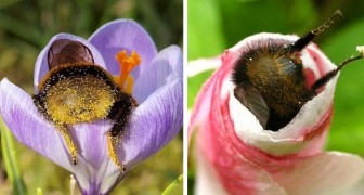17 süße Bilder von Hummeln, die in den Blumen einschlafen, wobei der Rücken mit Pollen bedeckt ist