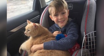A mother allows her son to adopt a puppy but he chooses a large, older, and overweight cat