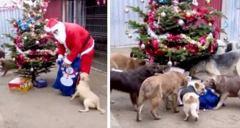 Ogni anno, Babbo Natale arriva in questo rifugio e fa felici gli animali regalando cibo e coperte