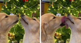 Due adorabili golden retriever creano un quadro natalizio perfetto baciandosi sotto il vischio