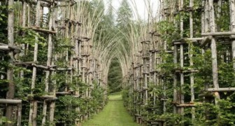 La cathédrale végétale : la majestueuse œuvre d'architecture naturelle créée par un artiste italien