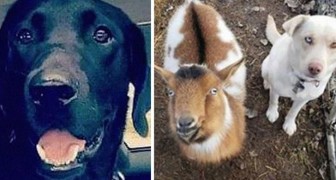 A Labrador runs away for an entire night and returns home with two new friends: a dog and a goat
