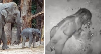 A newborn elephant calf cried for five hours after being abandoned by its mother