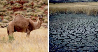 10.000 cammelli verranno abbattuti in Australia per impedire loro di bere troppa acqua in zone di siccità