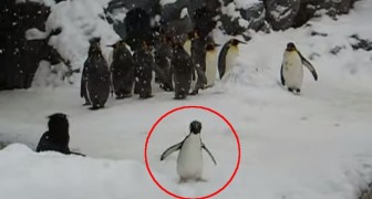 Le petit pingouin voit la neige pour la première fois, sa réaction est vraiment hors du commun!