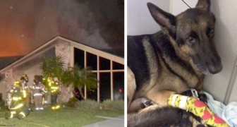 Este cachorro policial aposentado salvou toda a sua família de um incêndio em casa