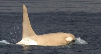 Russie, un orque blanc très rare a été repéré à plusieurs reprises : les chercheurs l'appellent Iceberg