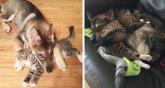 Esta cachorra de Husky ha sido llevada a un refugio para elegir a su amiga del corazón: una dulcísima gatita