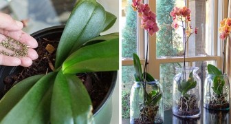 4 segreti da conoscere per coltivare splendide orchidee in casa