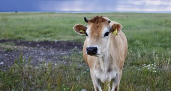 L'ONU suggerisce di ridurre il consumo di carne per contrastare i cambiamenti climatici