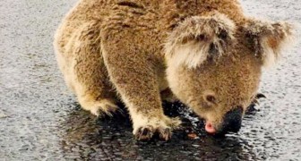 Una donna immortala un koala assetato mentre lecca le gocce di pioggia dall'asfalto della strada
