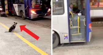 Every day this stray puppy ​​waits at the same bus stop for a bus driver who brings him a snack