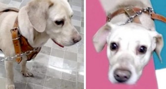 Der Besitzer hat Krebs im Endstadium, so dass er beschließt, eine neue Familie für seinen 4-jährigen Hund zu finden