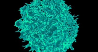 Die wissenschaftliche Forschung hat entdeckt, dass einige T-Zellen verschiedene Arten von Krebs eliminieren könnten...