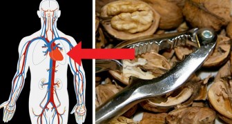 Le noci: ricche di antiossidanti e omega-3, prevengono le malattie cardiovascolari e migliorano la concentrazione