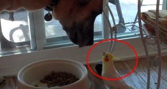 L'adorable sérénade du perroquet pendant le dîner de son ami le chien