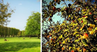 Copenaghen pianterà alberi da frutto per le strade: un'iniziativa utile per dare a tutti prodotti genuini