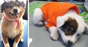 18 adorabili foto di pastori australiani: cani intelligenti, affettuosi e capaci di sorridere