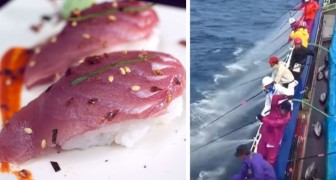 Il tonno potrebbe diventare un alimento raro: la nostra voglia di sushi ne mette a rischio la sopravvivenza