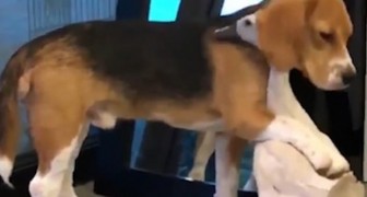 Een Beagle en een gans werden gefilmd terwijl ze een ontroerende knuffel uitwisselden
