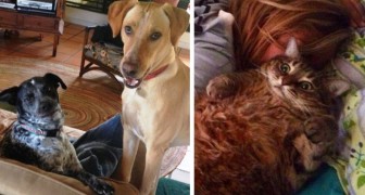 18 funny photos of cats and dogs as they interact with their favorite humans