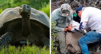 Alle Galapagos, un censimento delle tartarughe giganti ha evidenziato un ripopolamento della specie