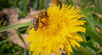 Lasciamo crescere il tarassaco: può aiutarci a nutrire le api e gli altri impollinatori appena usciti dal letargo