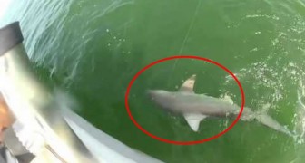 Captura un tiburon, pero un gigante se lo saca de manera brutal
