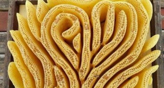 Il lato artistico della natura: questa colonia di api ha costruito un alveare a forma di cuore