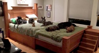A husband and wife had a giant bed built to sleep with their 8 dogs rescued from the street
