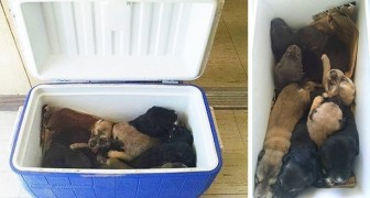 Una donna trova un frigorifero sul ciglio della strada: all'interno scopre 9 cuccioli abbandonati sotto il sole