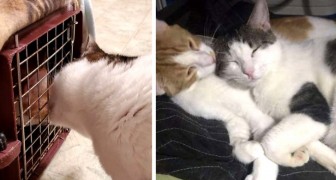 Quando ha scoperto che il suo gatto aveva un migliore amico al rifugio, questa donna ha deciso di adottare anche lui