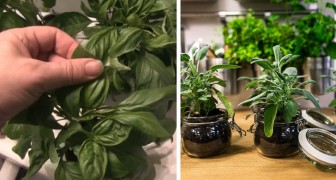 Les 6 plantes aromatiques que vous pouvez faire pousser dans l'eau toute l'année sur le rebord de votre cuisine