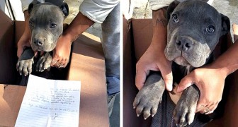 En 12-årig pojke lämnar sin hund på ett djurskyddshem för att rädda den från pappans misshandel