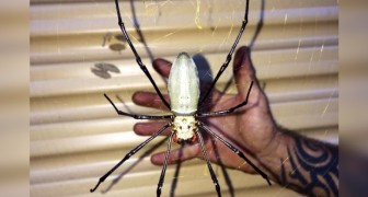 Een man vond een spin ter grootte van zijn hand voor zijn garagedeur