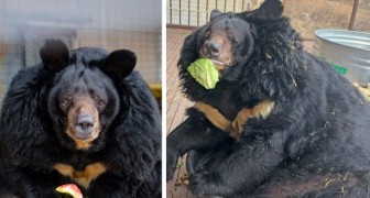 Quest'orso pesa il doppio di quanto dovrebbe, ma sembra non apprezzare la dieta che gli hanno prescritto