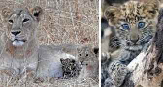 Een leeuwin adopteerde een verlaten luipaardwelp en behandelde hem alsof hij haar eigen kind was