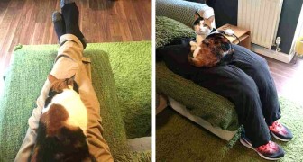 A gata fica sempre grudada com seus donos, então eles criam pernas falsas para que ela fique confortável